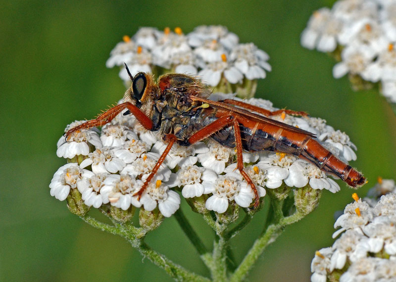 Stenopogon sabaudus (Asilidae)